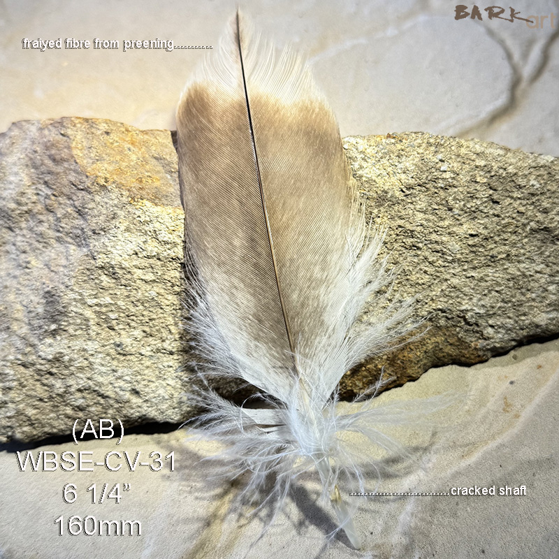 (image for) WBSE-CV-31 White Bellied Sea Eagle Covert Feather